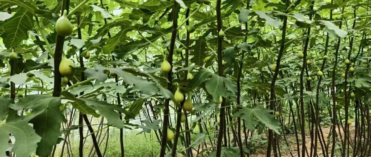 汝南：无花果结出“致富果”